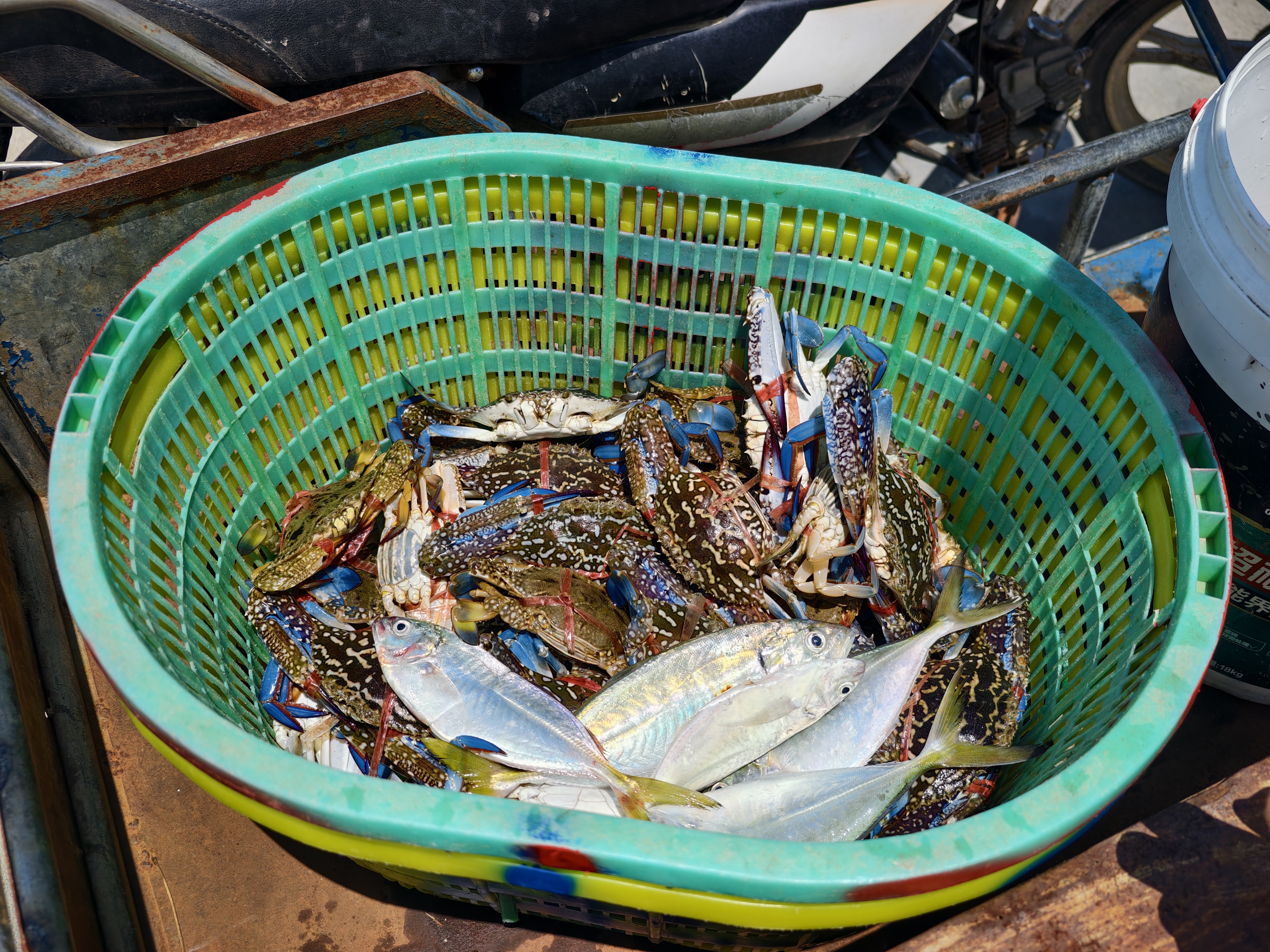 远海梭子蟹、鲹